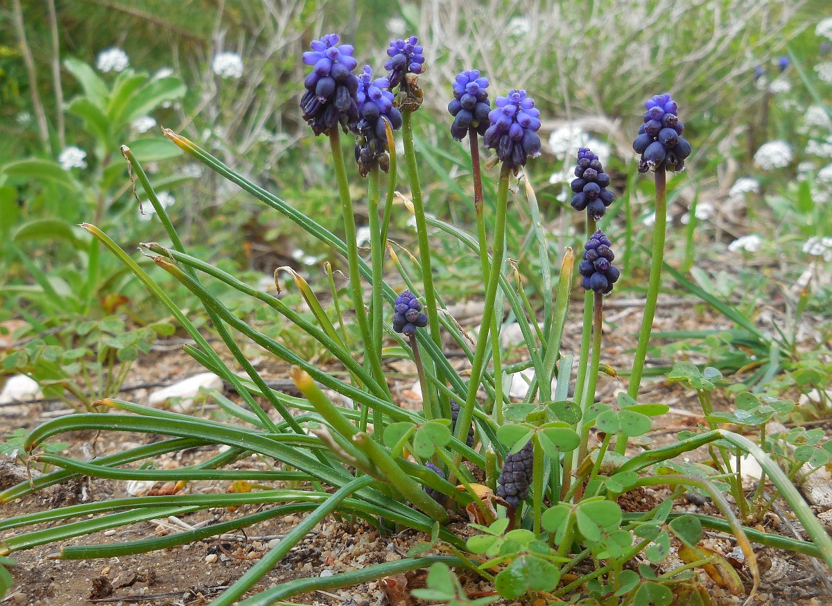 Muscari neglectum Grape hyacinth